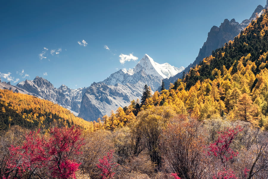 Paisaje de montaña con cumbre nevada y bosque en tonos amarillos y rojos durante el otoño en China.